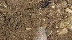 Fische verenden im Hetzelsdorfer Bach in Hagenbach. Foto: Josef Hofbauer
