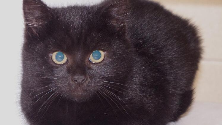 Mira braucht Familienanschluss.Tierheim