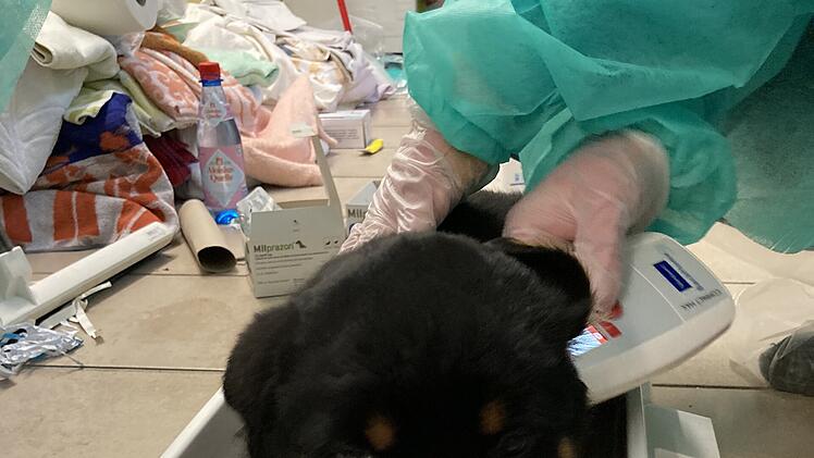 Tierheim Nürnberg nimmt über 100 Welpen auf