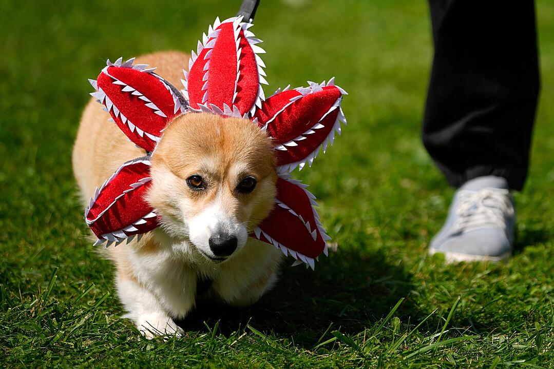 Russland Corgi-Parade