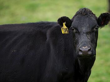 Eigentlich m&uuml;sste Kuh Penka wegen ihrem Ausflug &uuml;ber die Grenze nach geltendem EU-Recht get&ouml;tet werden. Doch es gibt Hoffnung f&uuml;r Tiersch&uuml;tzer. Symbolbild: