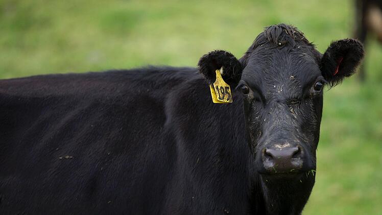 Eigentlich m&uuml;sste Kuh Penka wegen ihrem Ausflug &uuml;ber die Grenze nach geltendem EU-Recht get&ouml;tet werden. Doch es gibt Hoffnung f&uuml;r Tiersch&uuml;tzer. Symbolbild: