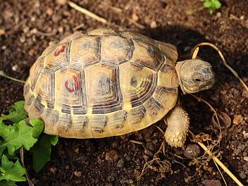 Diese kleine Schildkr&ouml;te ist ausgeb&uuml;xt und nun in der Pflegestation. Foto: Julia Heimberger