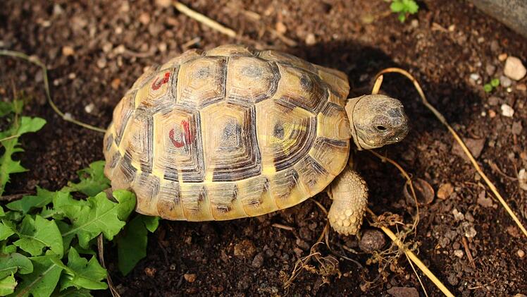Diese kleine Schildkr&ouml;te ist ausgeb&uuml;xt und nun in der Pflegestation. Foto: Julia Heimberger