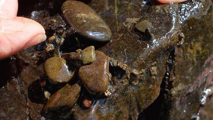 Steinerne Bauten von Eintags- oder Köcherfliegen