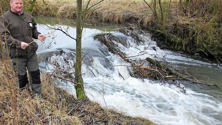 Nahe der Straße nach Sandhof hat der Biber diesen Damen gebaut, um die Baunach ob des geringen Wasserstandes aufzustauen, damit der Eingang seines Baues, der viel weiter flußaufwärts liegt unterhalb der Wasseroberfläche liegt. Foto: Ralf Kestel