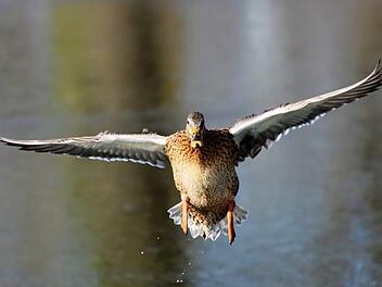 Zwei Enten wurden in der Schweiz innerhalb von drei Tagen geblitzt. Beide waren in einer 30-Zone zu schnell unterwegs. Symbolfoto: pixabay