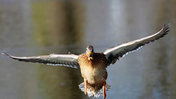 Zwei Enten wurden in der Schweiz innerhalb von drei Tagen geblitzt. Beide waren in einer 30-Zone zu schnell unterwegs. Symbolfoto: pixabay