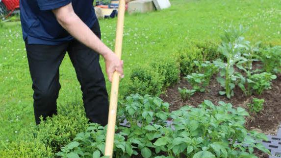 Oberflächliches Hacken sorgt im Kartoffelbeet dafür, dass es das Unkraut schwer hat. Foto: Barbara Herbst