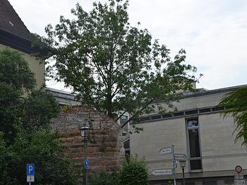Zurzeit graben die Archäologen. Deshalb werden die ersten zwei von etwa 30 Bäumen bereits gefällt. Die Esche  am Schlosshof-Eingang zählt dazu.  Fotos:  Bernhard Panzer