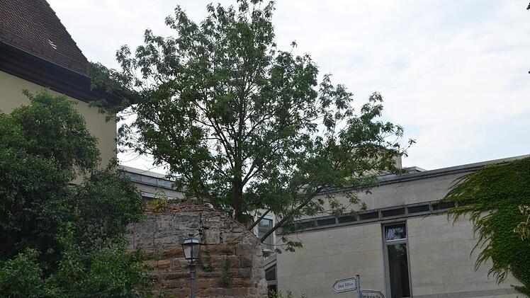 Zurzeit graben die Archäologen. Deshalb werden die ersten zwei von etwa 30 Bäumen bereits gefällt. Die Esche  am Schlosshof-Eingang zählt dazu.  Fotos:  Bernhard Panzer
