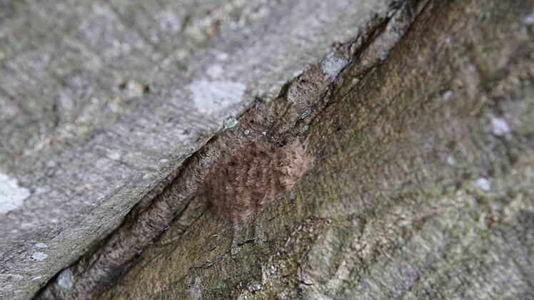Ein Gelege des Schwammspinners versteckt sich in einer Baumstammritze. Foto: Arkadius Guzy