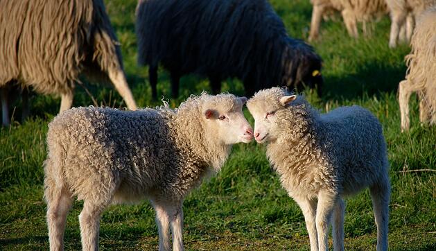 Junge L&auml;mmer au der Weide