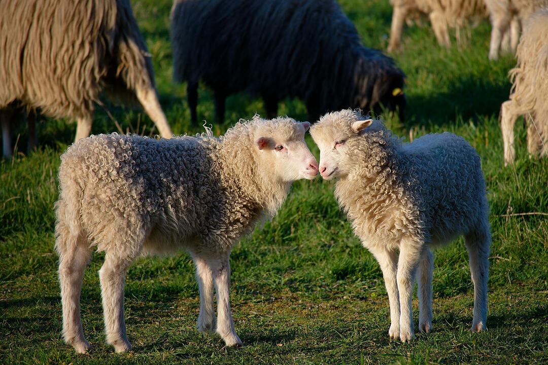 Junge L&auml;mmer au der Weide
