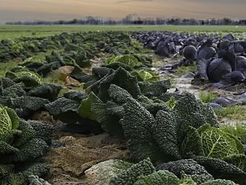 Der Kohlerdfloh hat es auf Kohlgewächse abgesehen - ganz zum Bedauern der Bauern des Knoblauchslands. Symbolfoto: barskefranck/pixabay.com