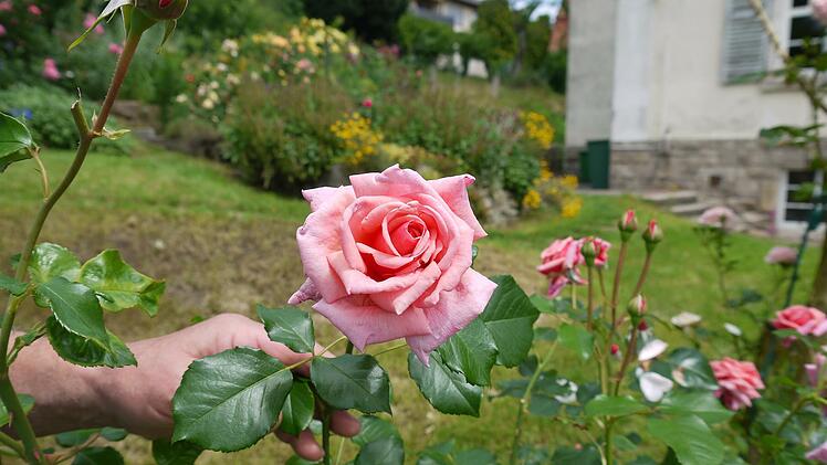 Hunderte Rosenstöcke verwandeln den Garten jedes Jahr in ein Blütenmeer. Foto: Rebecca Vogt