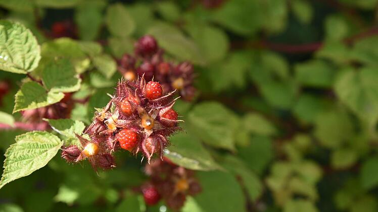 Erntereife Beeren leuchten im Kreislehrgarten.