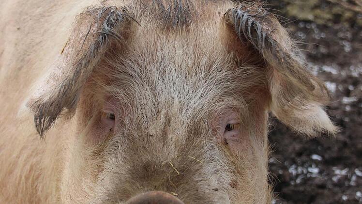 "SpongeBob", heißt dieses Schwein, das sein Leben einigen Tierschützern verdankt und nun jeden Tag ausgiebig im Dreck wühlt. Foto: Diana Fuchs