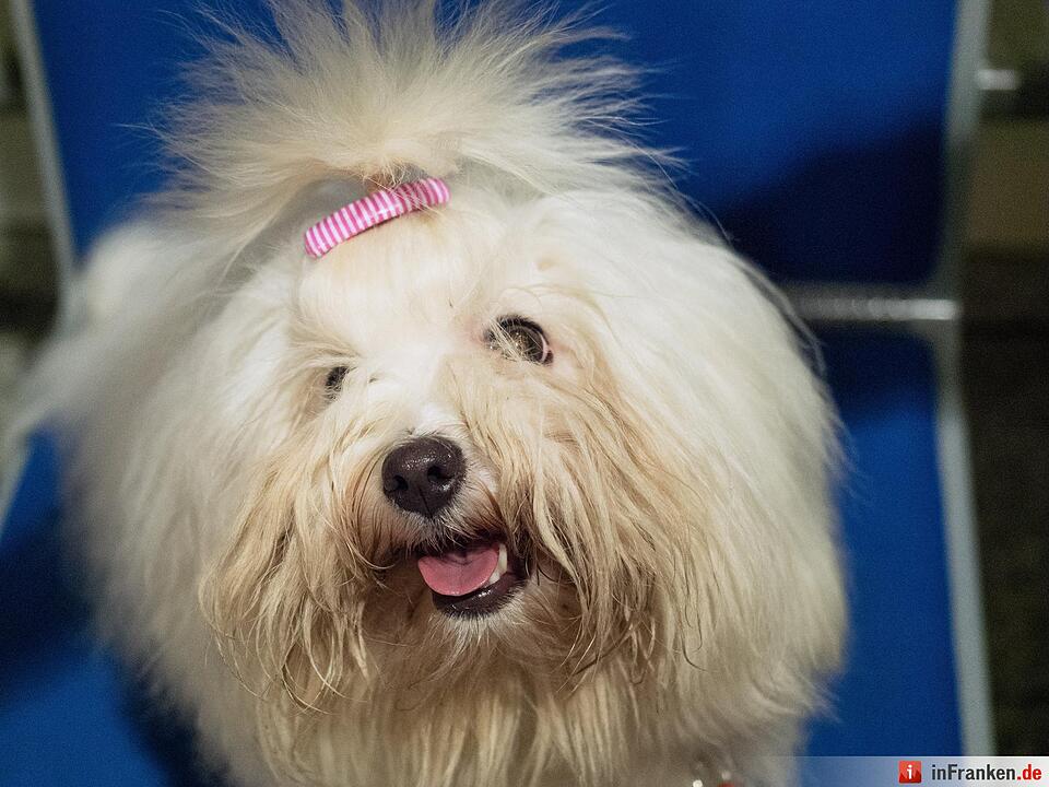 Casting für kleine Hunde am Landestheater Coburg