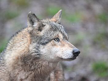 W&ouml;lfe in Gehege