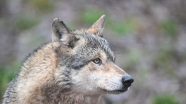 W&ouml;lfe in Gehege