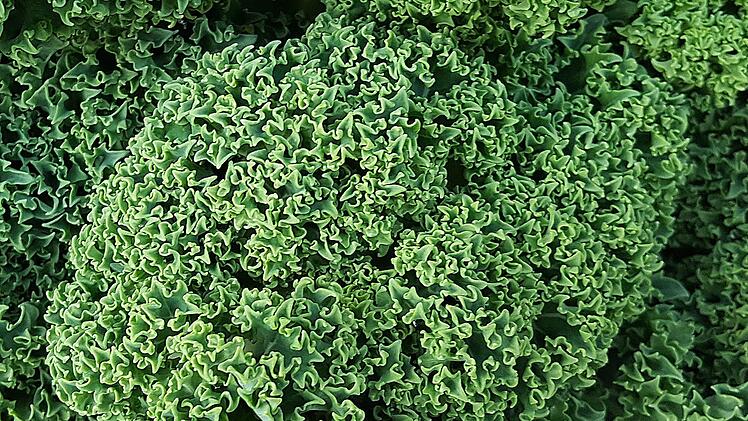 Grünkohl ist in Norddeutschland sehr beliebt. In Bayern wird er jedoch  weniger angebaut und gegessen. Dieter Britz