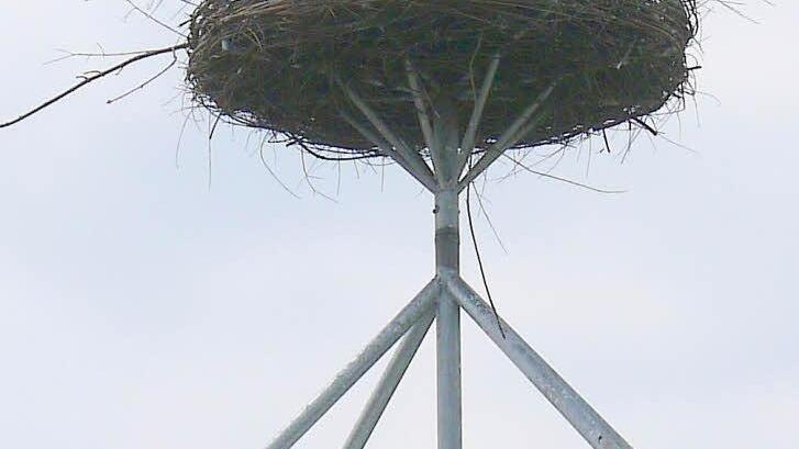 Vom Hessenhof aus müssen die Störche nicht weit fliegen, um in den Glender Wiesen Nahrung zu finden.Berthold Köhler