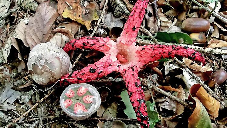Der Tintenfischpilz mit seinen Hexen-Eiern.