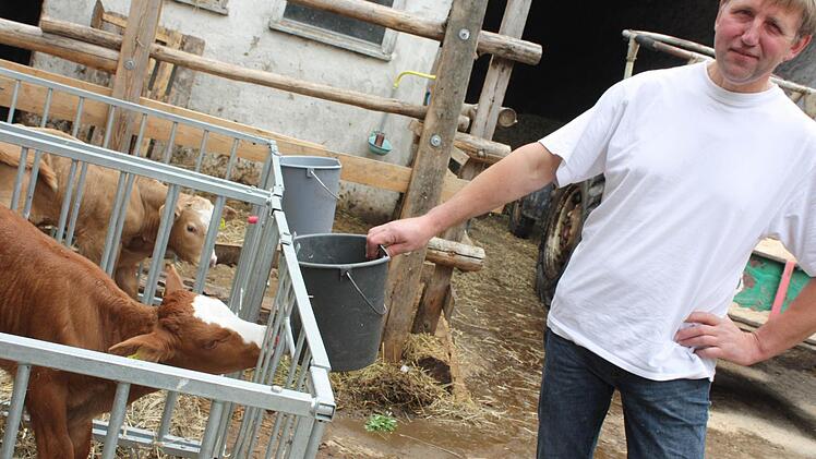 Insgesamt 16 Kälber leben auf dem Erlebnis-Hof in Ochsenschenkel.