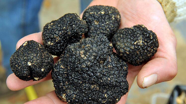 Schwarze Trüffel zählen ebenfalls zu den Lustmachern, auch wenn sie auf dem ersten Blick nicht sonderlich appetitlich aussehen. (Foto: Rolf Haid)
