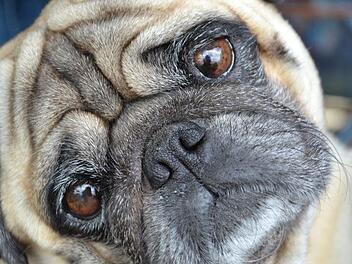 Ein Mops wurde bei einem Unfall in Lippertsgr&uuml;n bei Naila in Oberfranken verletzt. Symbolfoto: pixabay.com /Heszter