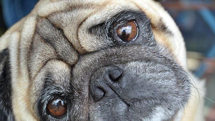 Ein Mops wurde bei einem Unfall in Lippertsgr&uuml;n bei Naila in Oberfranken verletzt. Symbolfoto: pixabay.com /Heszter