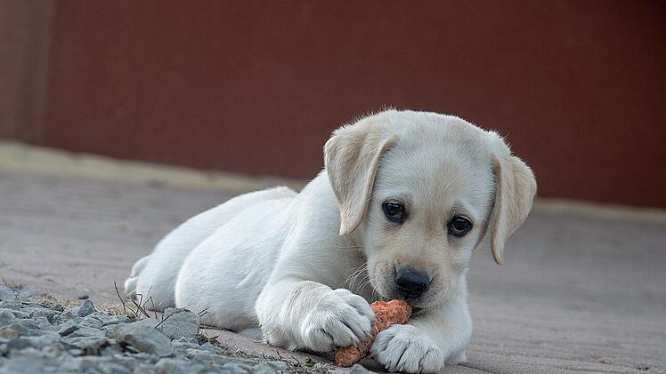 Veganes Hundefutter kann eine Alternative sein.