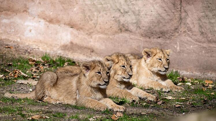 Schreck im Tiergarten N&uuml;rnberg: L&ouml;wenmutter rettet ihre Babys aus Wasser