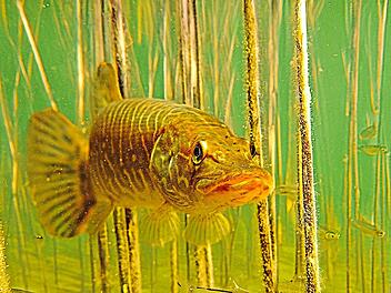 Ein niedriger Wasserstand und hohe Temperaturen bedeuten f&uuml;r die Tiere unter Wasser erh&ouml;hten Stress. A. Hartl