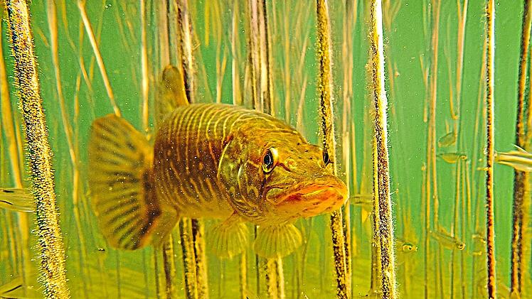 Ein niedriger Wasserstand und hohe Temperaturen bedeuten f&uuml;r die Tiere unter Wasser erh&ouml;hten Stress. A. Hartl