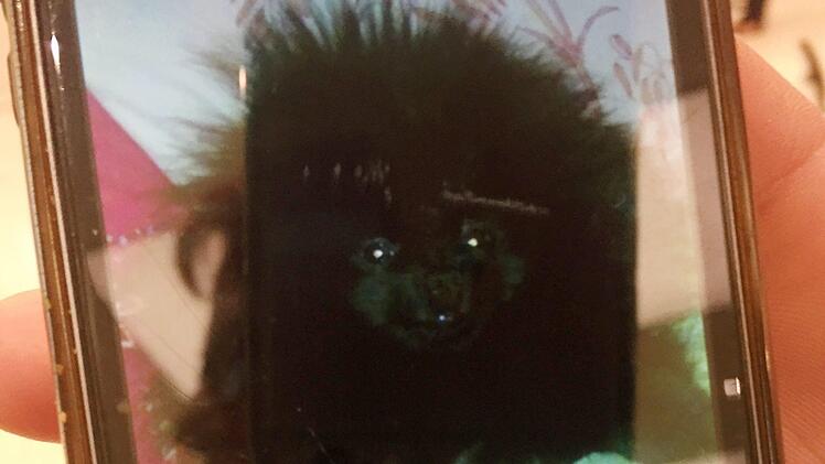 D&uuml;sseldorf: Eine Frau zeigt vor Gericht Journalisten ein Foto ihres Hundes &laquo;Filou&raquo;. Die 38-J&auml;hrige hat ein Foto von ihrem Filou auf dem Smartphone. Auf dem Flur des D&uuml;sseldorfer Amtsgerichts k&auml;mpft die D&uuml;sseldorferin mit den Tr&auml;nen. Dort ist Amtsrichterin Boriss damit befasst, die grausame T&ouml;tung des Hundes aufzukl&auml;ren. Foto: Frank Christiansen/dpa