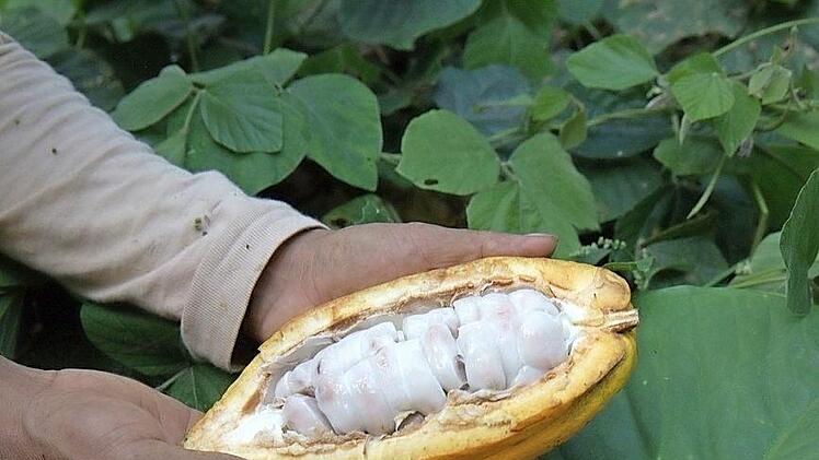 Kakaobohnen schmecken im Rohzustand herb und bitter. Foto: Archiv Arno Wielgoss