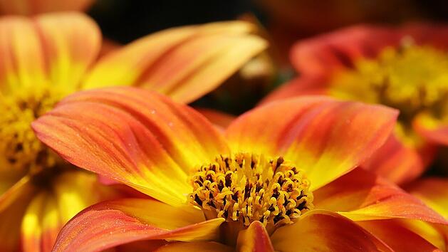 Der Botanische Garten begeistert Klein und Groß.