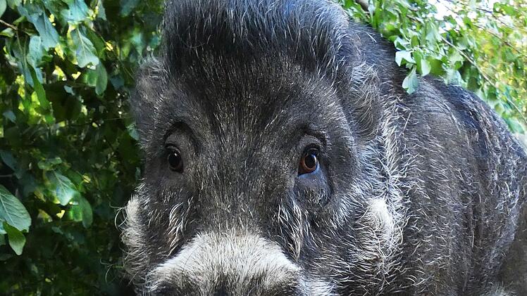 Nürnberg: Bewohner des Tiergartens in Gefahr