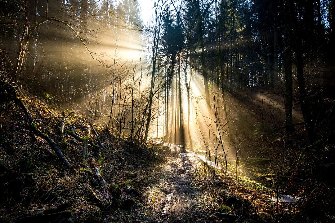 Die schönsten Frühlingsfotos aus Forchheim und Umgebung