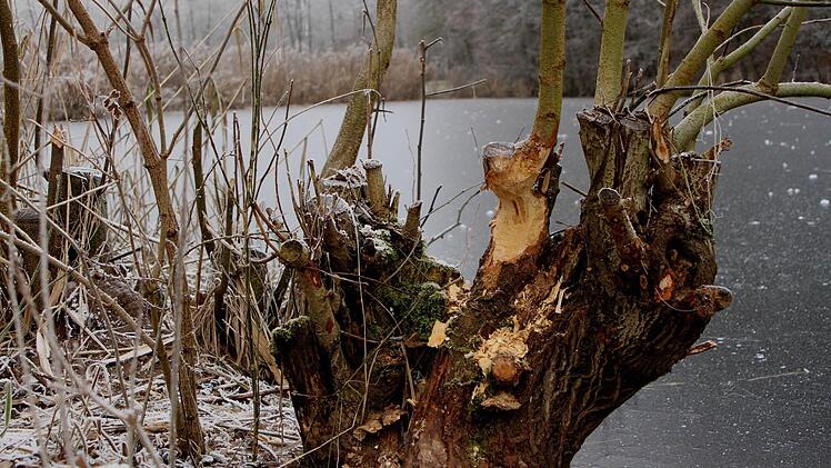 Hier hat der Biber schon ganz Arbeit gemacht, direkt vor dem Klärteich. Foto: Günther Geiling