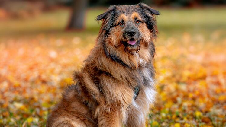 Tierhilfe Franken: Hund Sly muss nach Schicksalsschlag neu beginnen