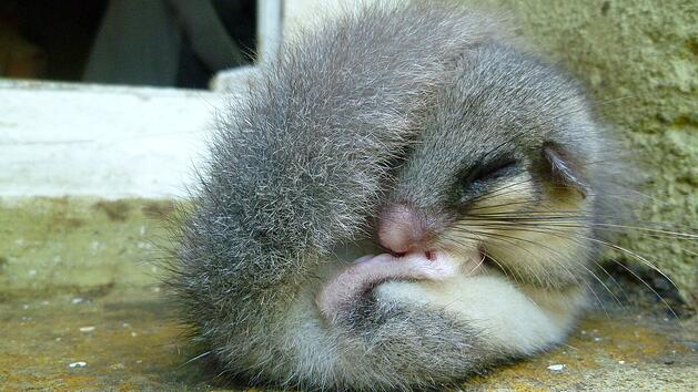 Siebenschl&auml;fer gibt das Wetter vor