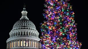 Weihnachtsbäume - Washington
