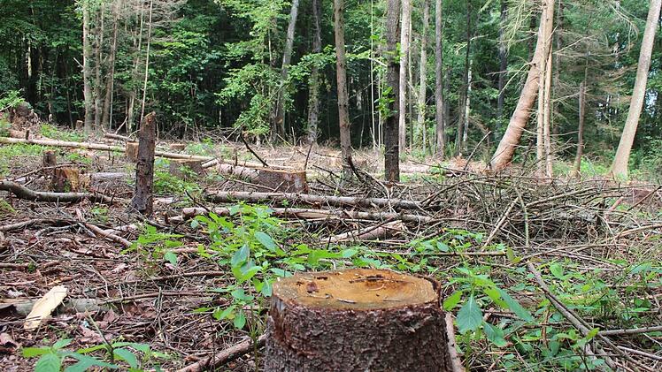 Ein vom Borkenkäfer befallenes Gebiet bietet Platz für Flatterulmen.