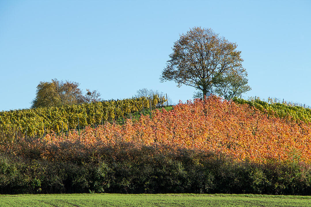 Fotos Konrad Thomann