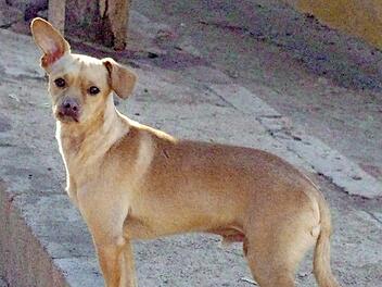 Caramelo will die Welt erst noch richtig entdecken. Foto: Tierheim Kronach