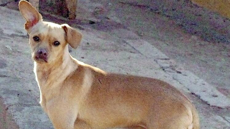 Caramelo will die Welt erst noch richtig entdecken. Foto: Tierheim Kronach