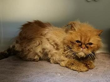 Tierheim Bayreuth: Furchtbarer Fund in Karton - "mehr tot als lebendig"